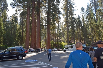 Highway 1 - Parkeringsplads i Sequoia National Park