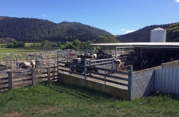 Farm i Pyengana - Tasmanien