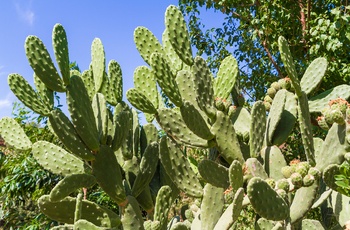 Den Botaniske Have på Kreta - Grækenland