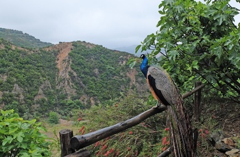 Udsigt fra Den Botaniske Have på Kreta - Grækenland