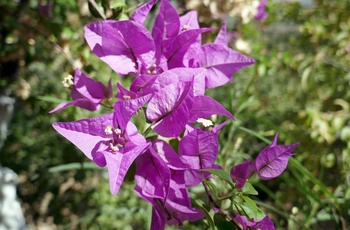 Den Botaniske Have på Kreta - Grækenland