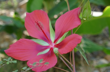 Den Botaniske Have på Kreta - Grækenland