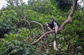 En af mange aber i den botaniske have i Entebbe - Uganda