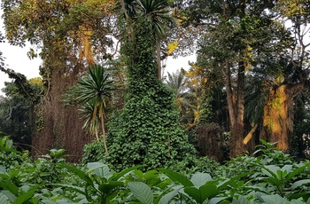 Den botaniske have i Entebbe - Uganda