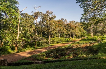 Den botaniske have i Entebbe - Uganda