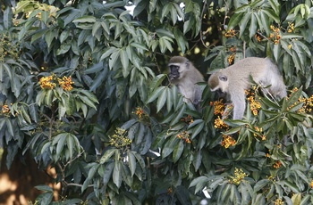 Aber i den botaniske have i Entebbe - Uganda