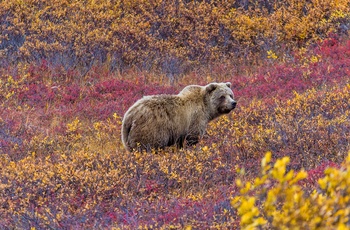 Grizzly i Denali Nationalpark