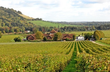 Denbies Wine Estate Surrey Sydengland