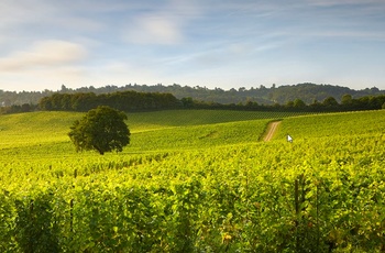 Denbies vinmarker