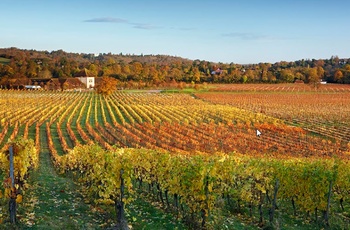 Denbies vinmarker om efteråret