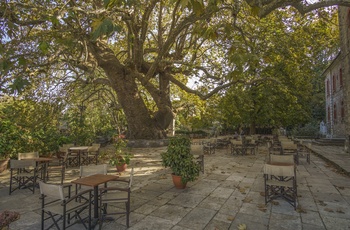 Det 1000 årige platantræ i byen Tsagarada Pelion-halvøen - Grækenland