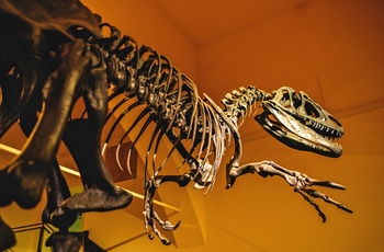 Dinosaur skelt i museum