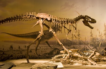 En dinosaurus, dinosaur eller dino skelet, museum
