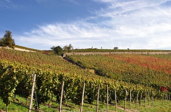 Domæne Assmannshausen ©Weingut Kloster Eberbach