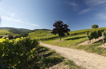 Domæne Steinberg ©Weingut Kloster Eberbach