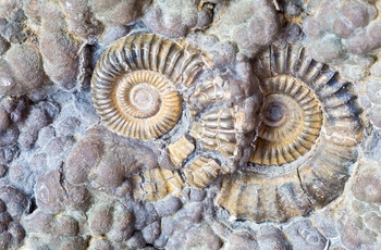 Fossil ved Jurassic Coast nær Lyme Regis i Dorset, England