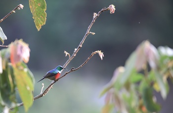 Double-collared sunbird i Uganda