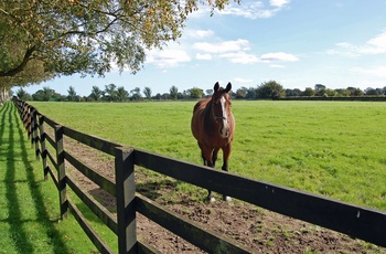 Irish National Stud 