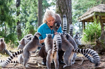 Dyrepasser med lemurer i Dyreparken i Kristiansand
