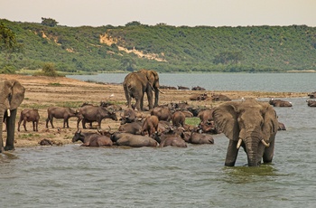 Elefanter i Queen Elizabeth National Park - Uganda