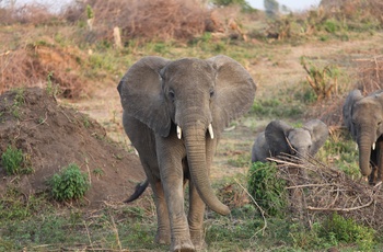 Elefanter i Queen Elizabeth National Park - Uganda