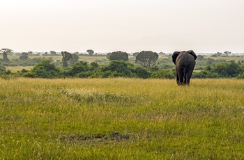 Elefant i Queen Elizabeth National Park - Foto: Simone Dinoia, Unsplash
