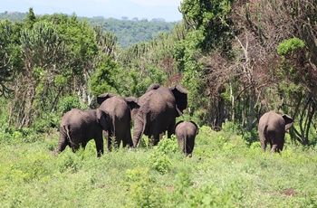 Elefanter i Uganda