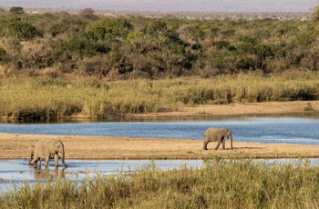 Elefanter krydser Sabie River i Sydafrika