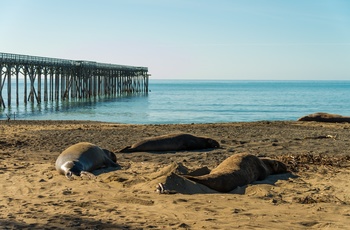 Søelefanter der daser på stranden i San Simeon