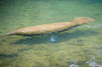 Manatee i Ellie Schiller Homosassa Springs Wildlife State Park - Foto kredit: Florida State Parks