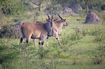 Elsdyrantiloper i Lake Mburo National Park - Uganda