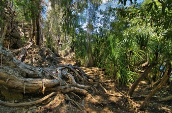 kæmpe rødder i Elsey National Park - Northern Territory i Australien
