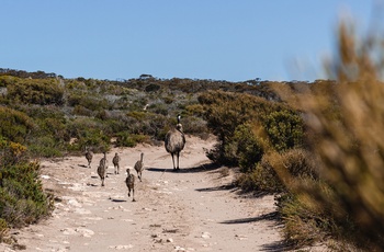 Emuer i Lincoln National Park - South Australia