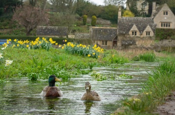England, Gloucestershire, Cotswolds, Bibury - ænder, påskeliljer og historiske huse fra Arlington Row