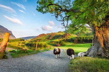 England, Lake District - nysgerrige får på oplevelse