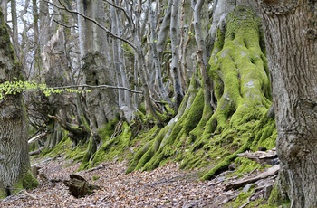 England, Somerset - de smukke Holford Beeches i Quantock Hills 