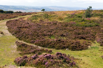 England, Somerset - hedelandskab i blomst på Quantock Hills