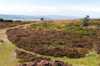 England, Somerset - hedelandskab i blomst på Quantock Hills