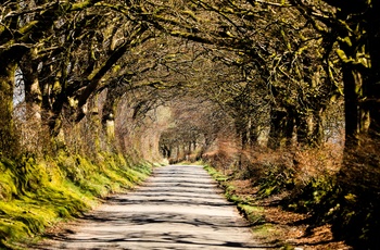 England, Somerset - hulvej til landsbyen Dulverton i Exmoor National Park