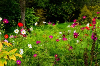 England, Somerset - smukke sommerblomster i haven ved Cothay Manor (Foto - Visit Somerset)