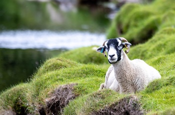 England, Yorkshire - et sikkert syn på vejen rundt i Yorkshire Dales National park