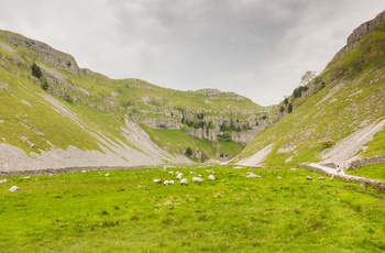 England, Yorkshire - græssende får ved Malham Grove i Yorkshire Dales National Park