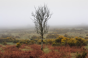 Tåget landskab i Dartmoor Nationalpark, England
