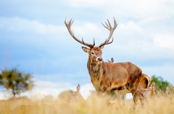 Hjort i Richmond Park ved London, England