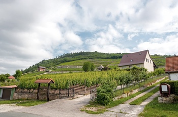 Et stop på vinruten Saale-Weinwanderweg i Sachsen-Anhalt, Tyskland
