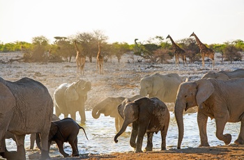 En flok elefanter og giraffer ved vandhul i Etosha National Park, Namibia