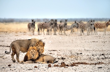 Oplev løver og zebraer på en safari i Etosha National Park, Namibia