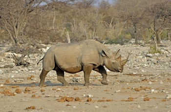 Sort næsehorn i Etosha National Park, Namibia