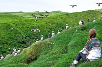 Lunder eller søpapegøjer på Mykines, Færøerne