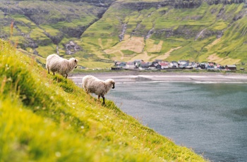Får og lille kystby på øen Streymoy, Færøerne